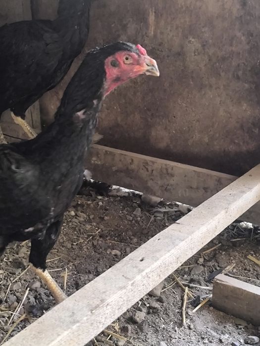 Продам курочки дакан
