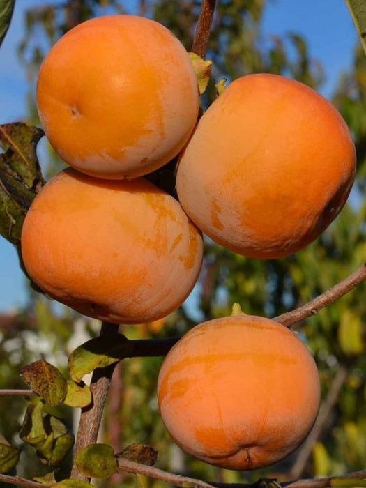 Kaki (Soiul Rosseyanka )