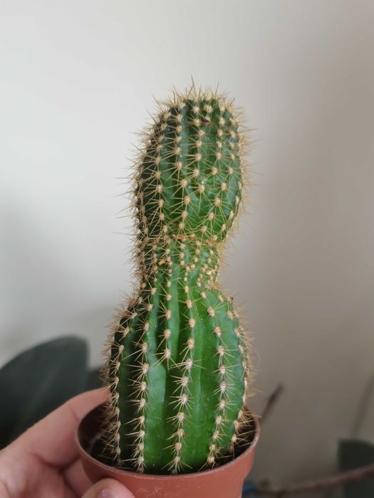 Комнатные цветы разные