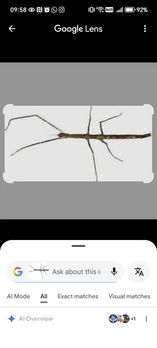 Insecta bat / stick insect pui