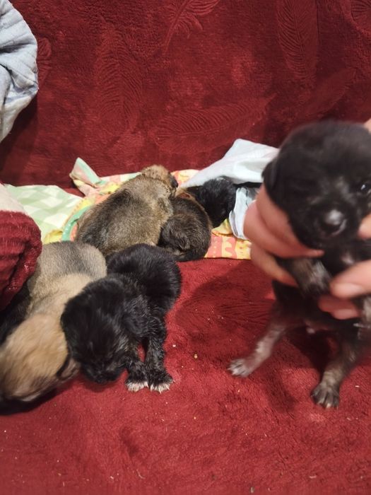 Отдам щенков в любищие руки