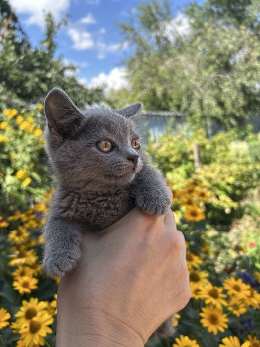 Отдам котёнка в добрые руки