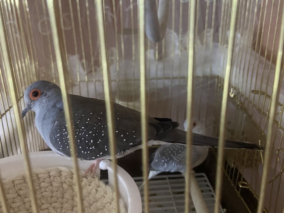 Гарлицы рабочая парочка