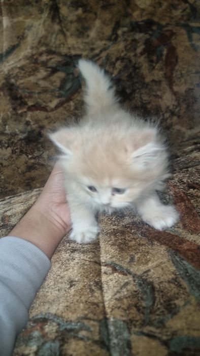 Zotli mushukla Otasi British Shinshila Onasi Scotish Strayt