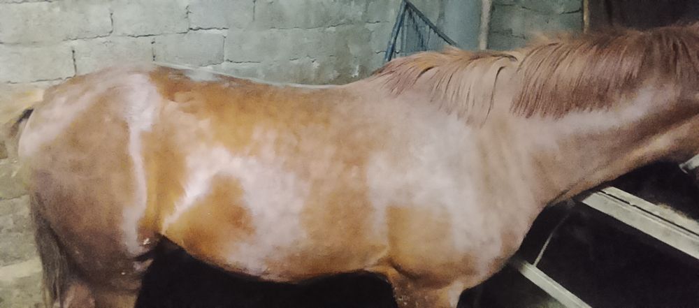 Той сотилади айгир