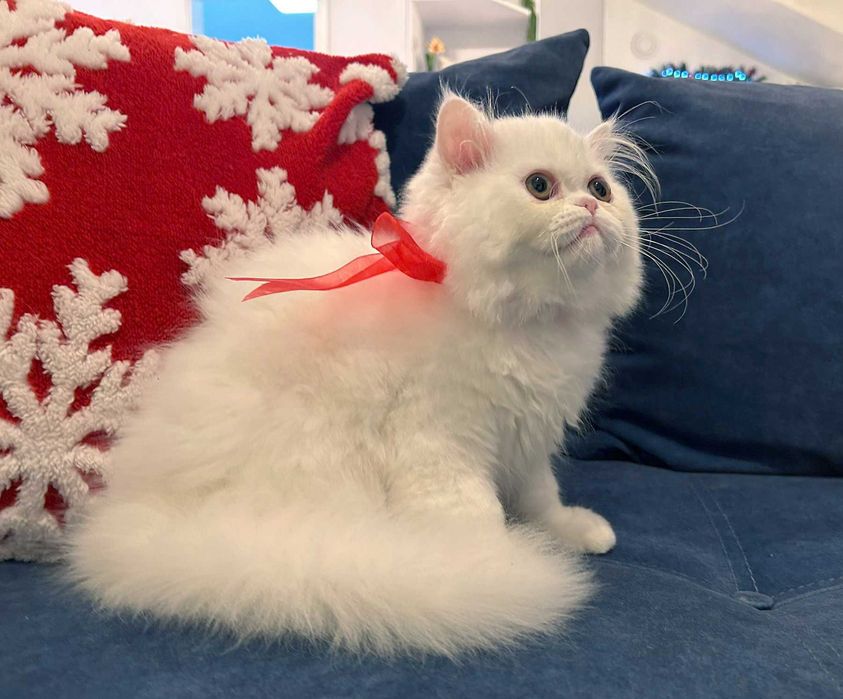 Pisicuță adorabilă Scottish Straight Longhair, cu Pedigree