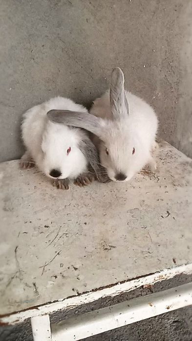 Кролики Калифорнийские