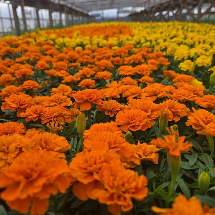 Петуния бархатцы  тагетис