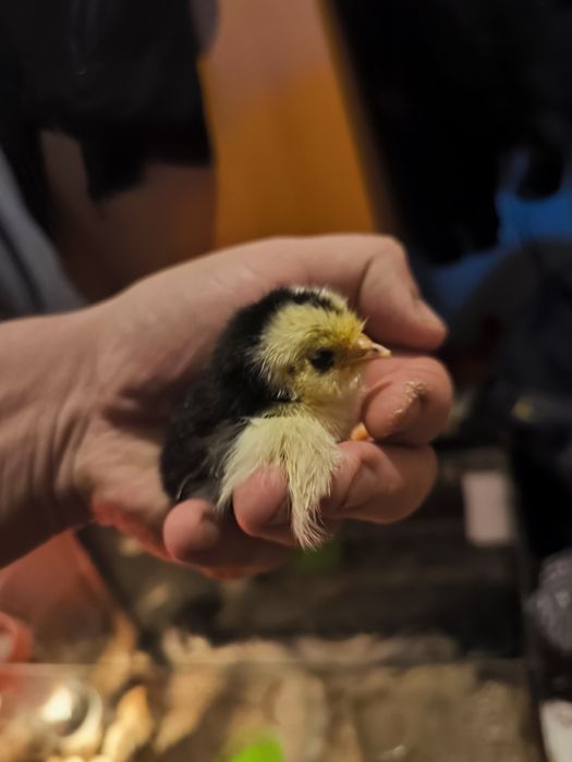 Pereche bărboasă de anvers