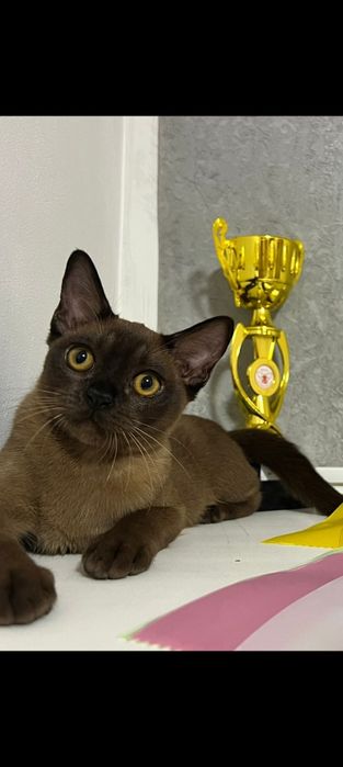 Котята от звёздной пары