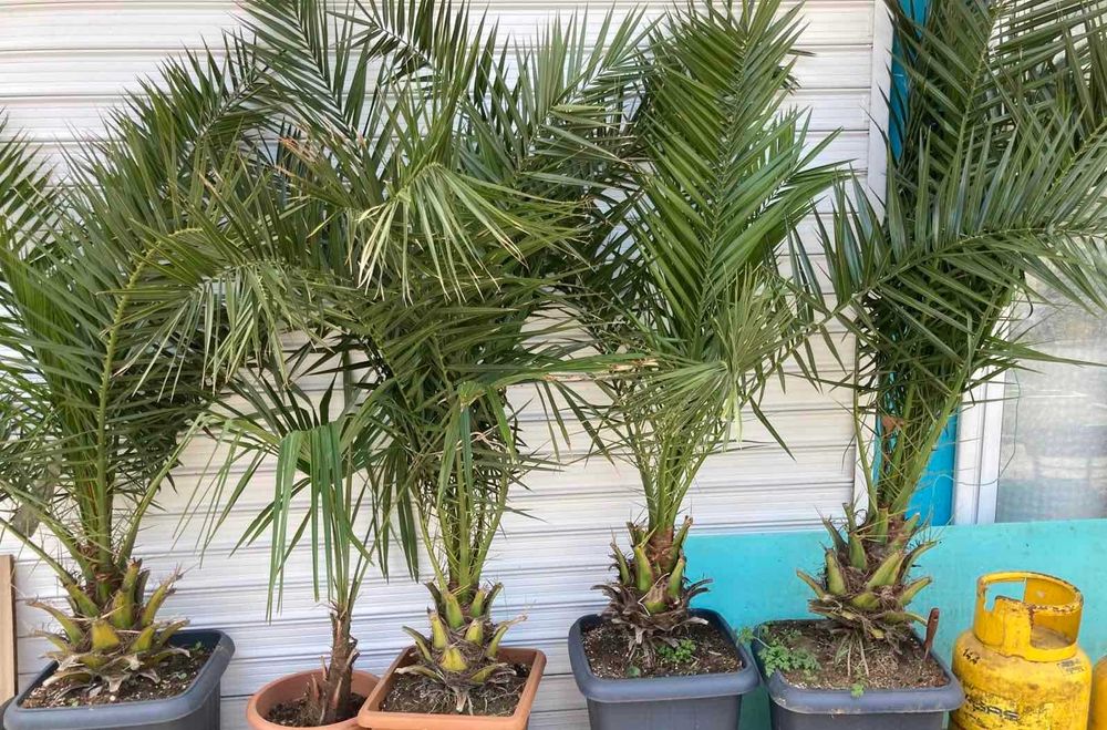 Студоустойчиви Палми Трахикарпус