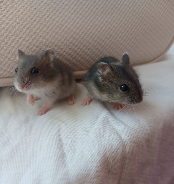 Ofer hamsteri drăgălași spre adopție - caut persoane  responsabile care sa le ofere o casă bună!