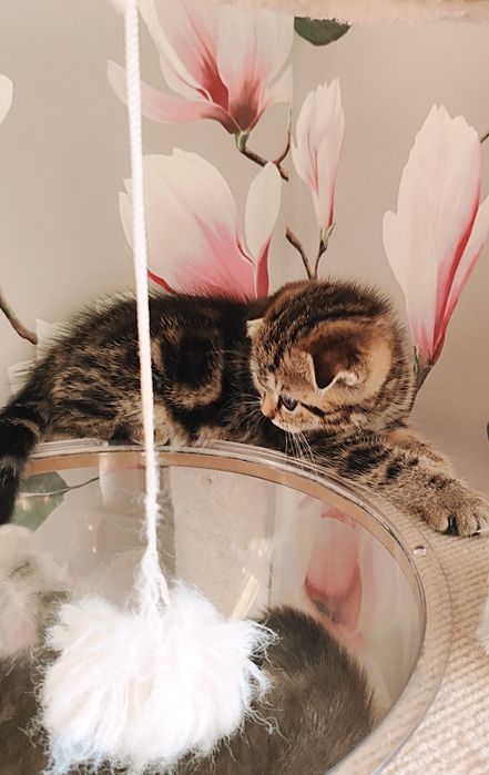 Продам вислоухого мальчика красавчика!