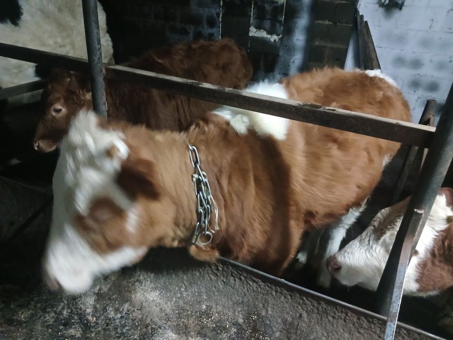 Продам телочек 2 головы