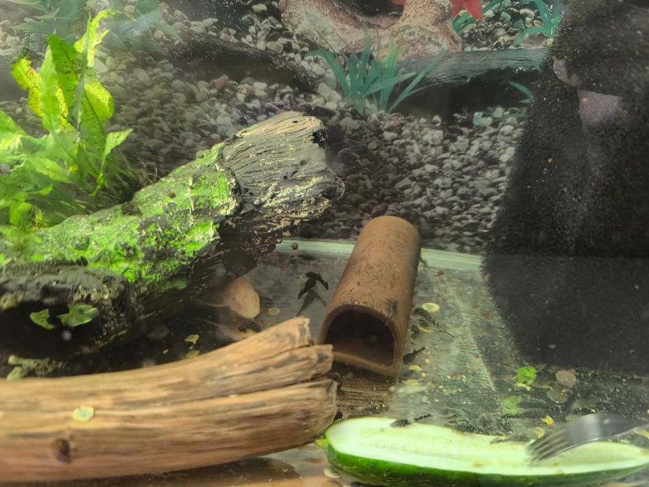 Продам анциструсов