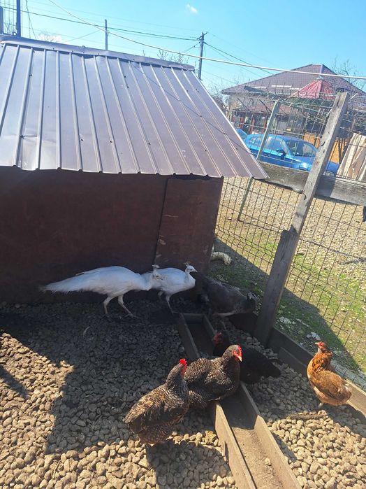 Fazani de vanzare auriu pe galben argintii si pauni