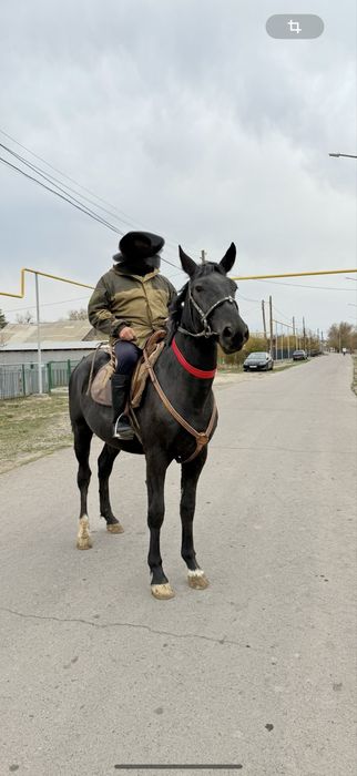 Лошадь жеребец.