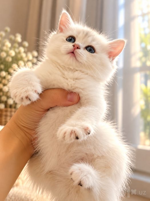 Серебристая шиншилла