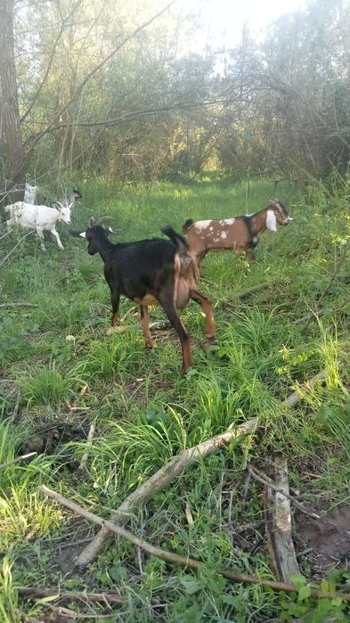 Capre și ieduțe alpin, sanen, metis nubian