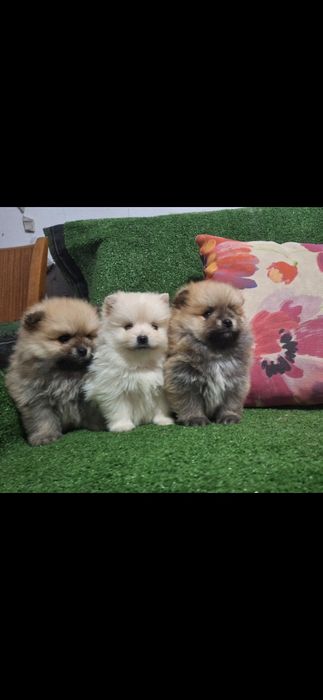 Померан мини померанчета