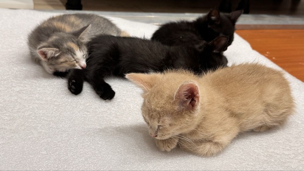 Котята 2 мес ищут дом
