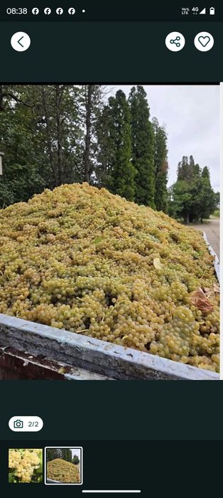 Struguri pentru vin