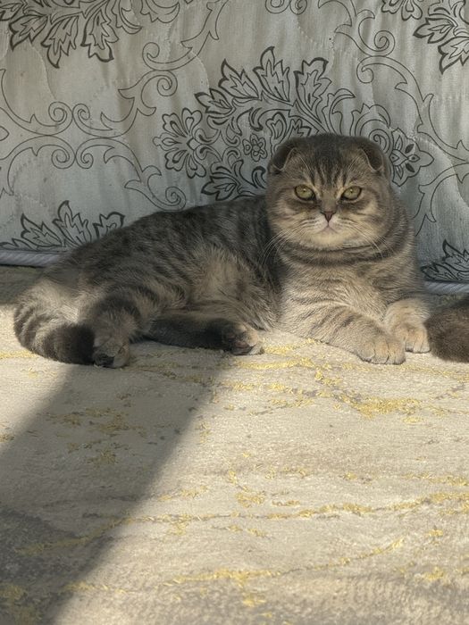 Продается Котенок Шотландский Вислоухий