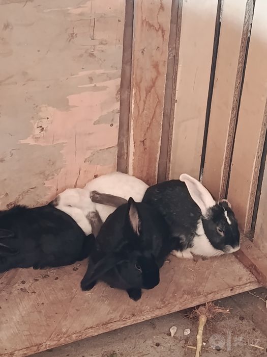Kaliforniya zotli quyon bollari