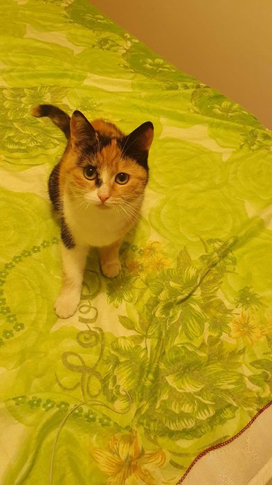 Приемен / постоянен Дом за трицветна принцеса