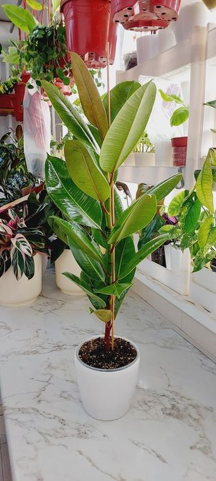 Фикус шривериана