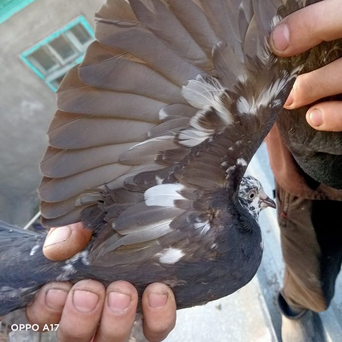 Голуби курчеголовые