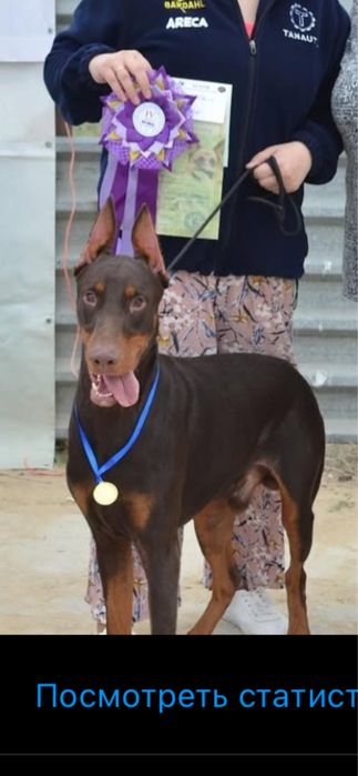 Доберман с родословной на вязку .