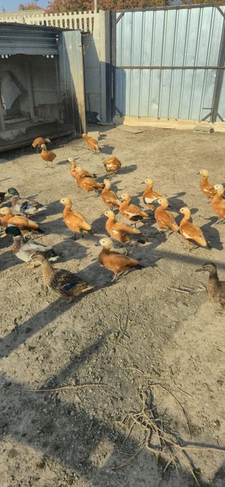 Утки Огарь молодые