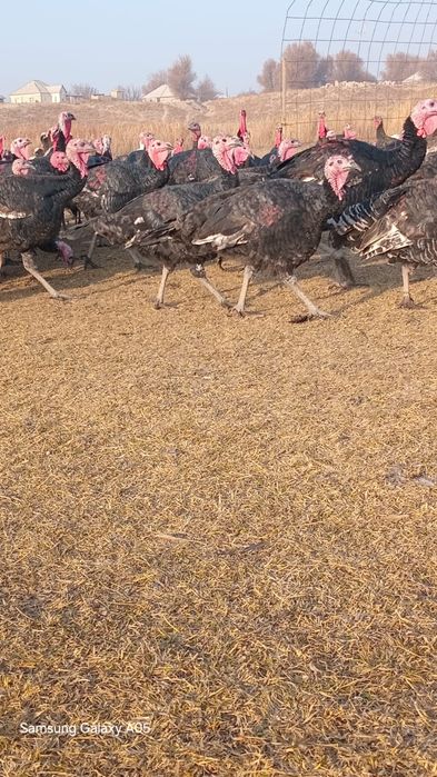 Үндіктер қораз мекендер