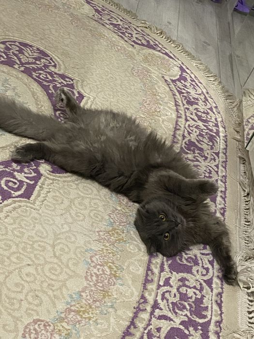 Отдам кота  Бесплатно