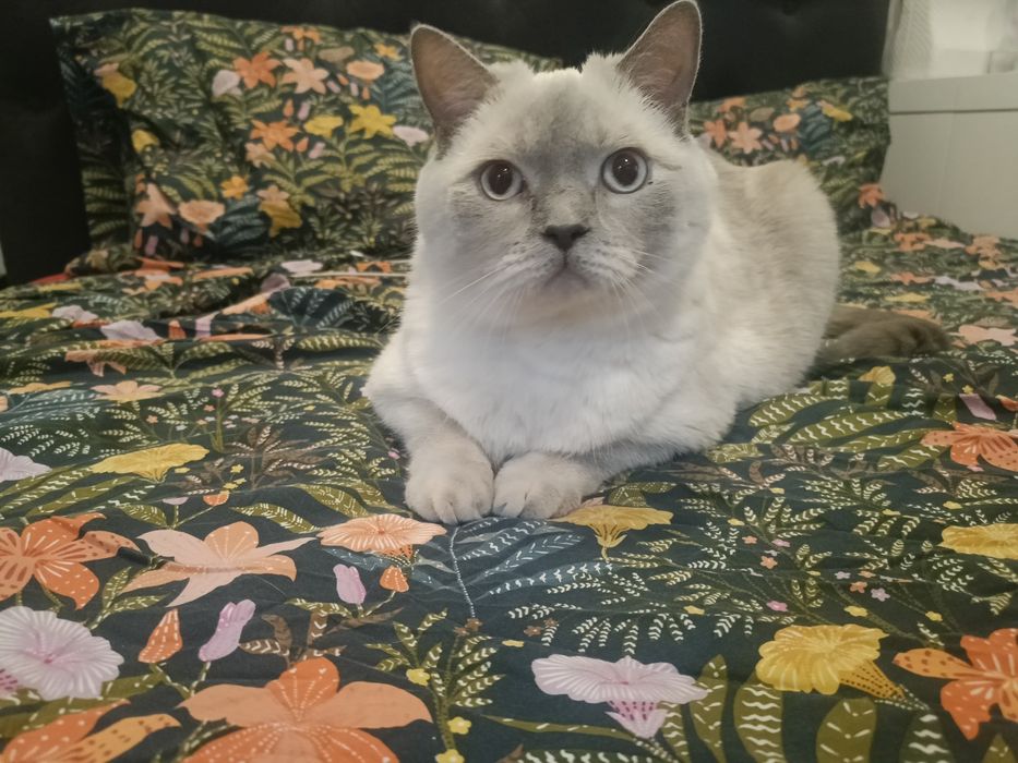 Ofer spre adopție un  motan adult, blând – Yeti (3,5 ani)