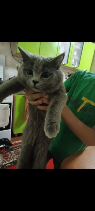 Кошка паслушни биритански