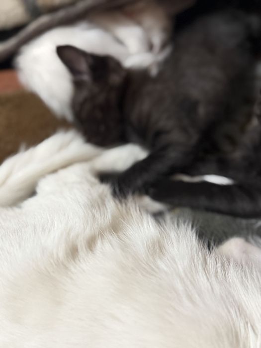 Отдадим котят в добрые руки