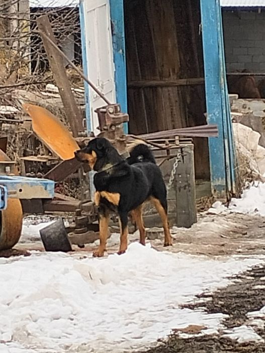 Собака ротвейлер