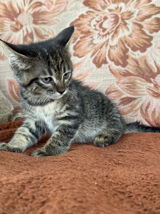 Котята в хорошие руки.