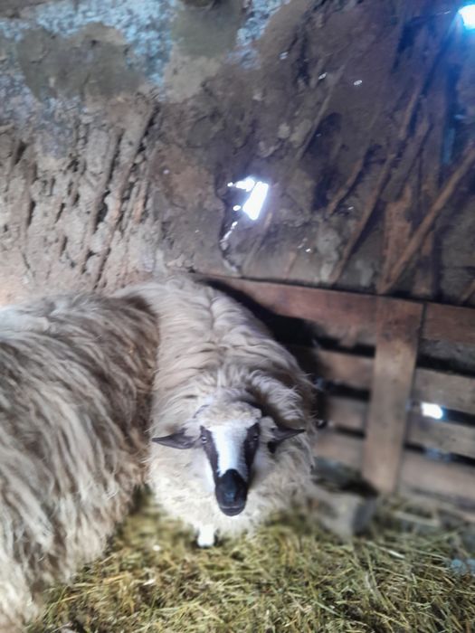 Berbecuț și o neluță