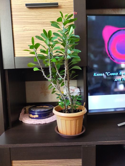 Малочай цветы домашний