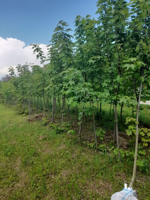 Brazi leilandi mesteacăn tei pawlonia