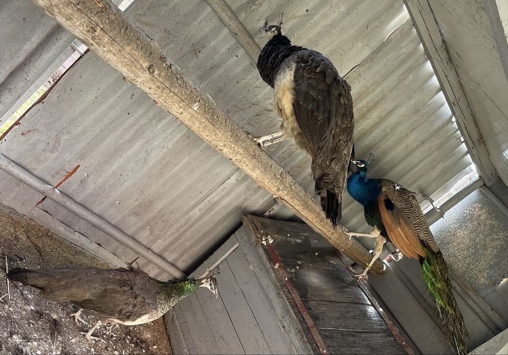 Pauni matur standard 2023