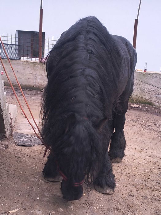 Armăsar de vânzare sau schimb