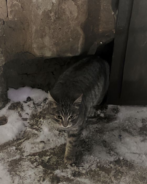 Котенок срочно ищет дом !