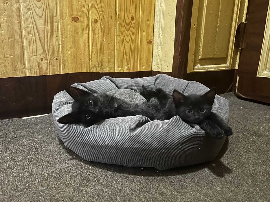 Pisoi spre adopție