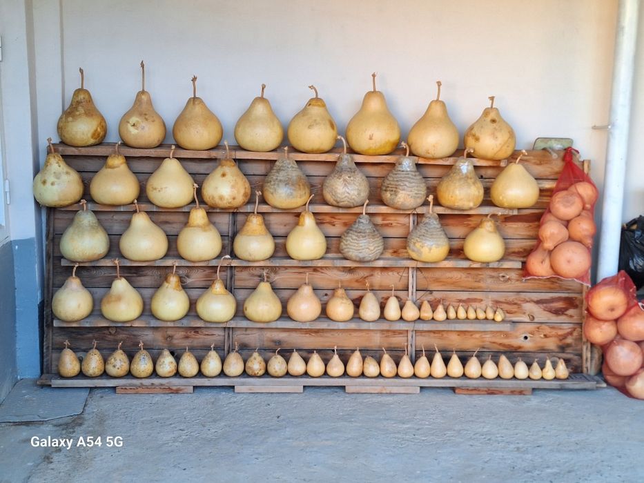 Томоша Ковок сотилади