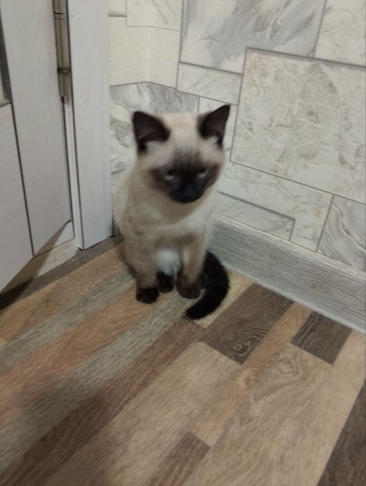 Сиамский мушук сотилади