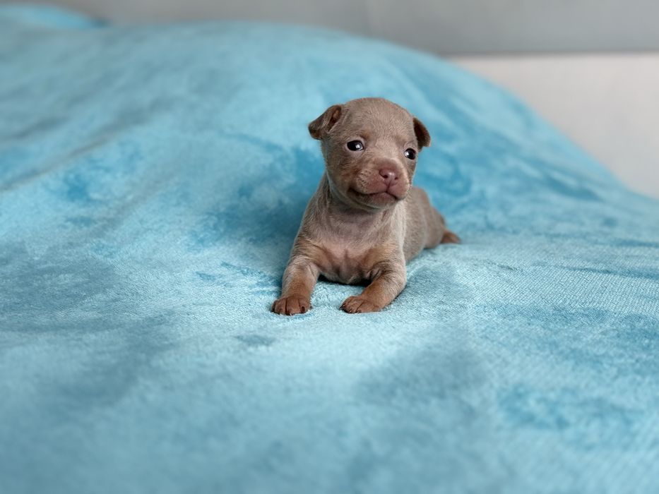 Щенки русского тоя